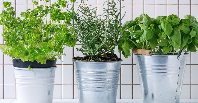 A Szakácsműhely ebéd kiszállítással foglalkozó kifőzdében a friss fűszernövényeket tekintik az igazán finom ételek titkának